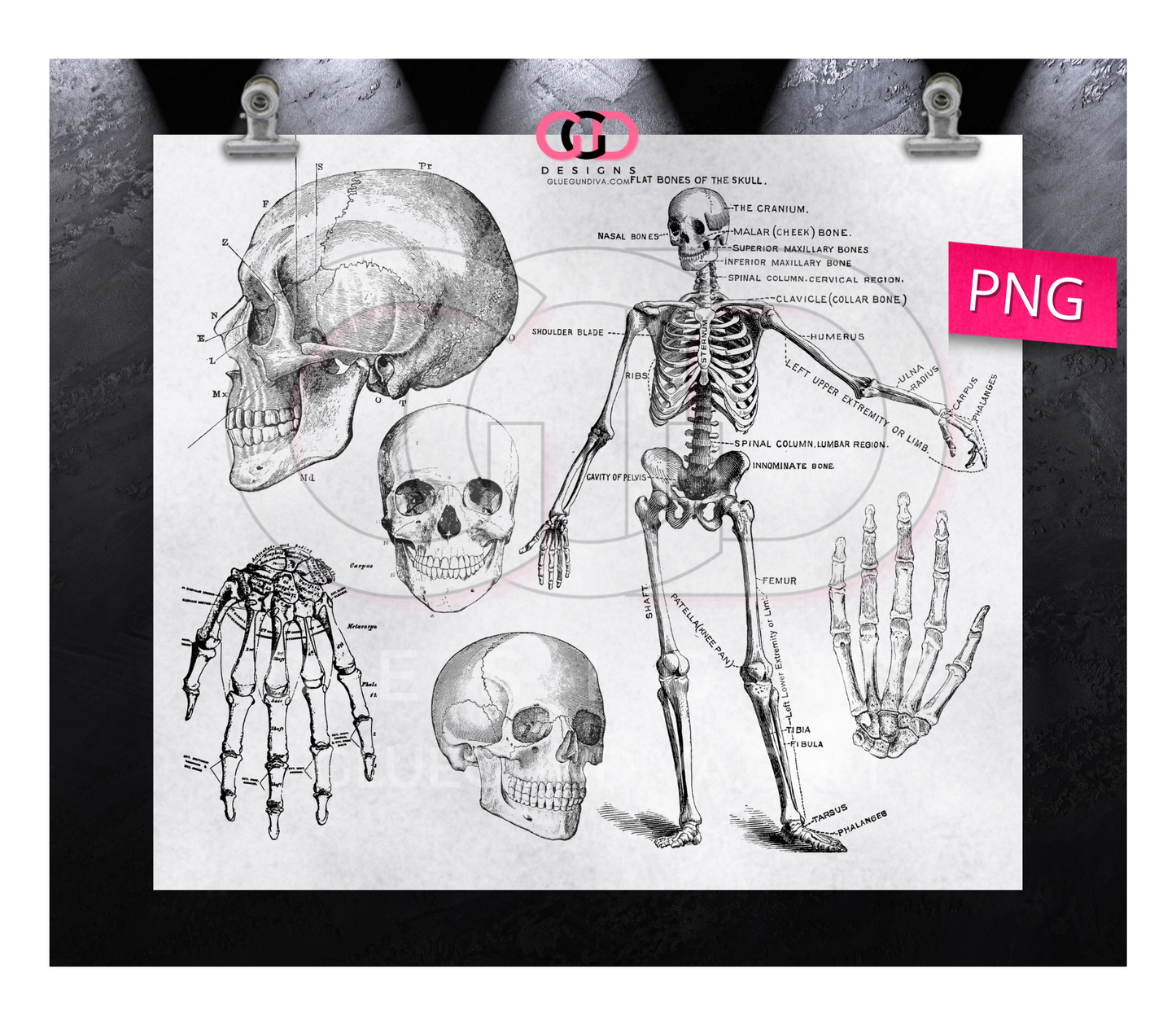 Skeleton Labels -   Digital tumbler wrap for 20 oz skinny straight tumbler